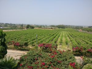 Sula vineyard - Best weekend getaways from Mumbai